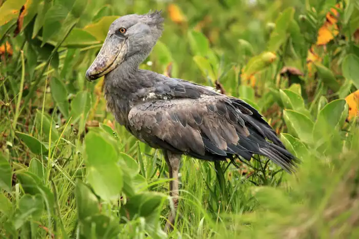 Shoebill in the wild uganda africa