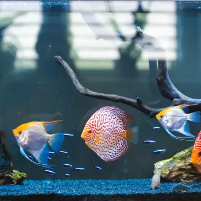 Bright Vibes Only Fish Tank Setup Made Simple