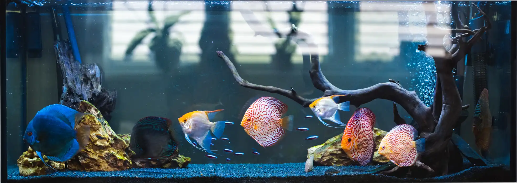 Bright Vibes Only Fish Tank Setup Made Simple