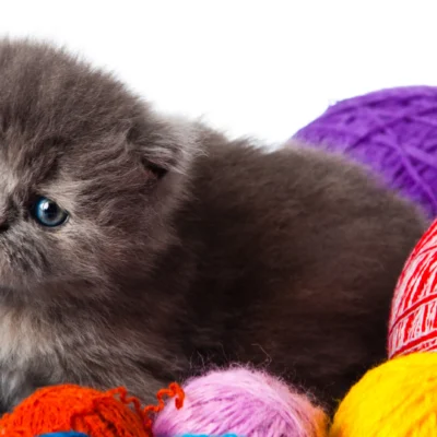 Happy Guide to Cat Behavior Understand Your Kitty Better