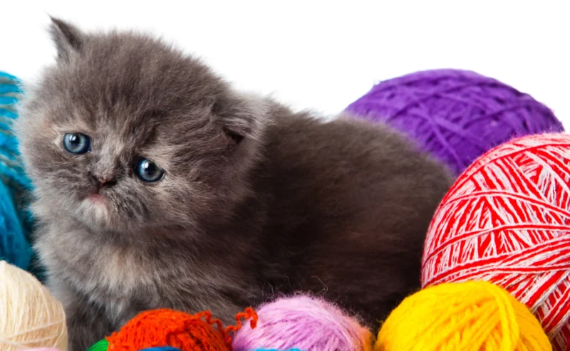 Happy Guide to Cat Behavior: Understand Your Kitty Better!