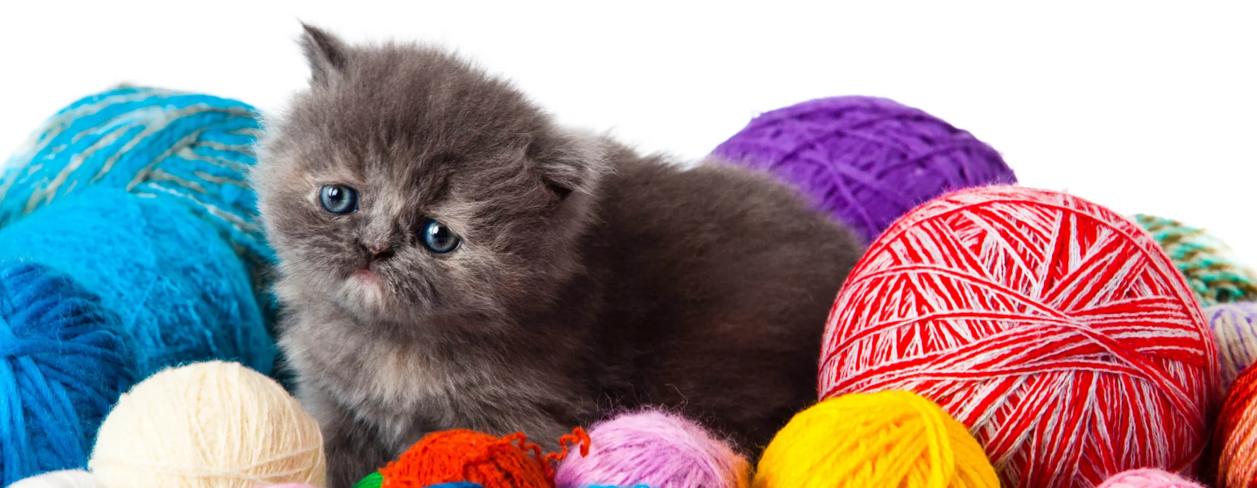 Happy Guide to Cat Behavior Understand Your Kitty Better