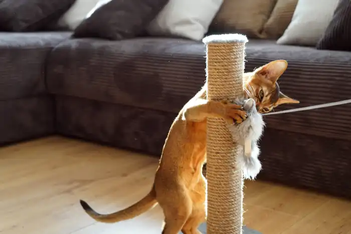 Abyssinian cat kitten playing with a mouse on a scratcher