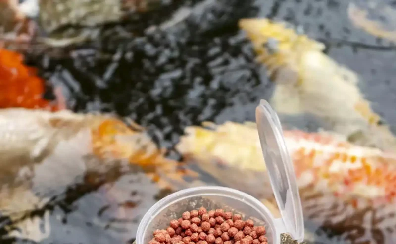 Feed Your Fish Right: The Joy of Aquarium Fish Nutrition