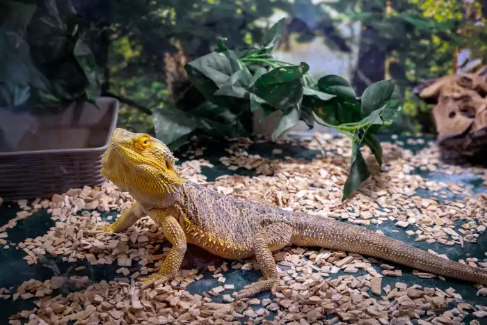 Bearded dragon lizard in lush terrarium