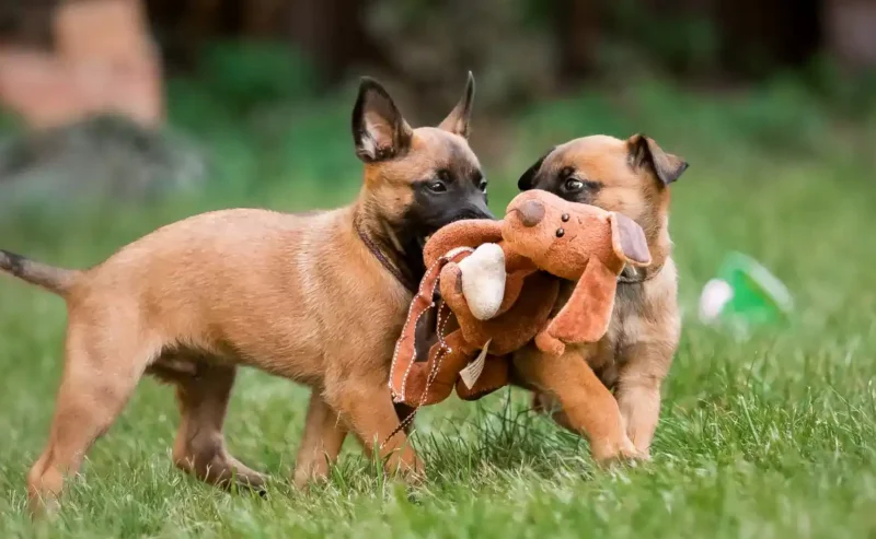 Make Playtime Amazing: Why Dogs Play Smarter With Puzzle Toys