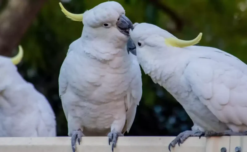 Discover the Joy of Bird Behavior and Parrot Talking