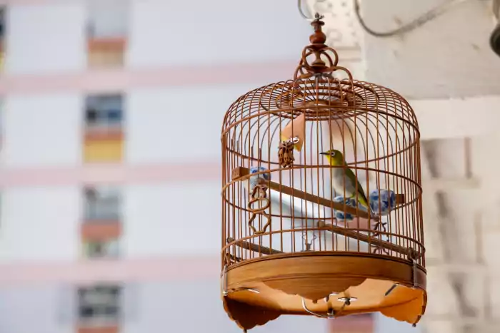 Bird inside a cage