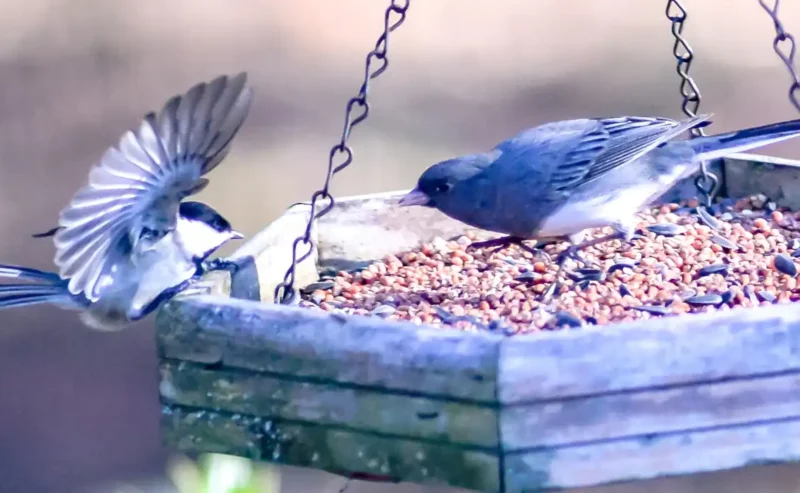 Help Your Feathered Friend Thrive with Better Birds Nutrition