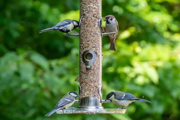 Birds eating seeds from a bird feeder