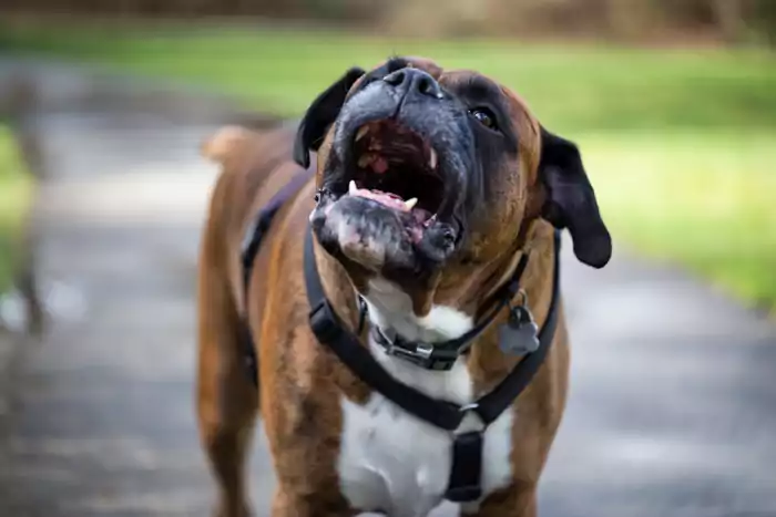 Boxer dog barking