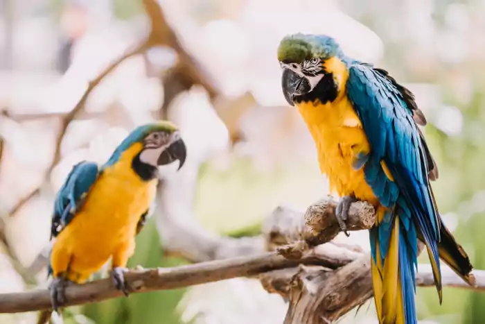 Bright colored Amazon parrots