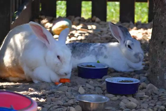 Bunny rabbits in an outdoor enclosure nibbling