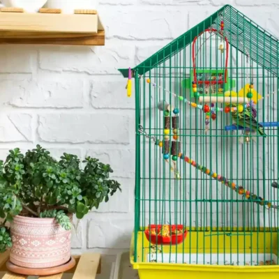 Cage with a Budgie and bird toys