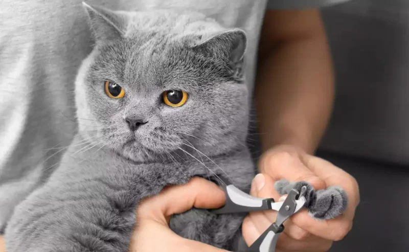 Happy Paws: Cat Nail Care Made Super Simple