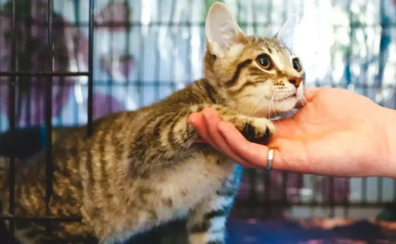 Joyful Journey to Cat Adoption