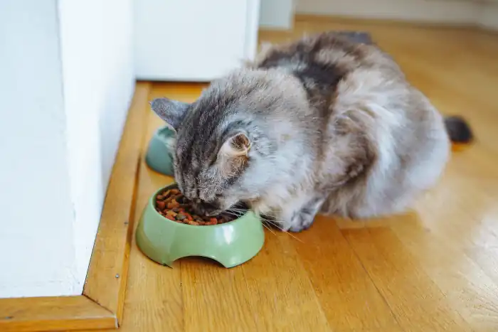 Cat eats dry food
