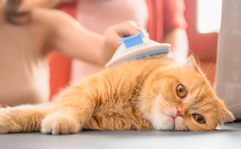 Joyful Cat Grooming: Turn Brushing Into Bonding Time