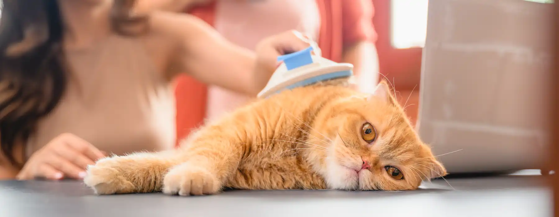 Cat grooming