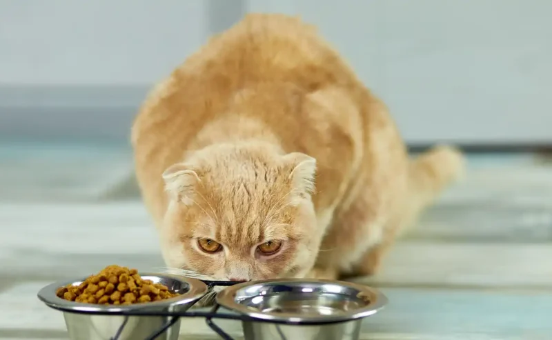 The Ultimate Cat Nutrition Guide to Keep Your Furry Friend Happy