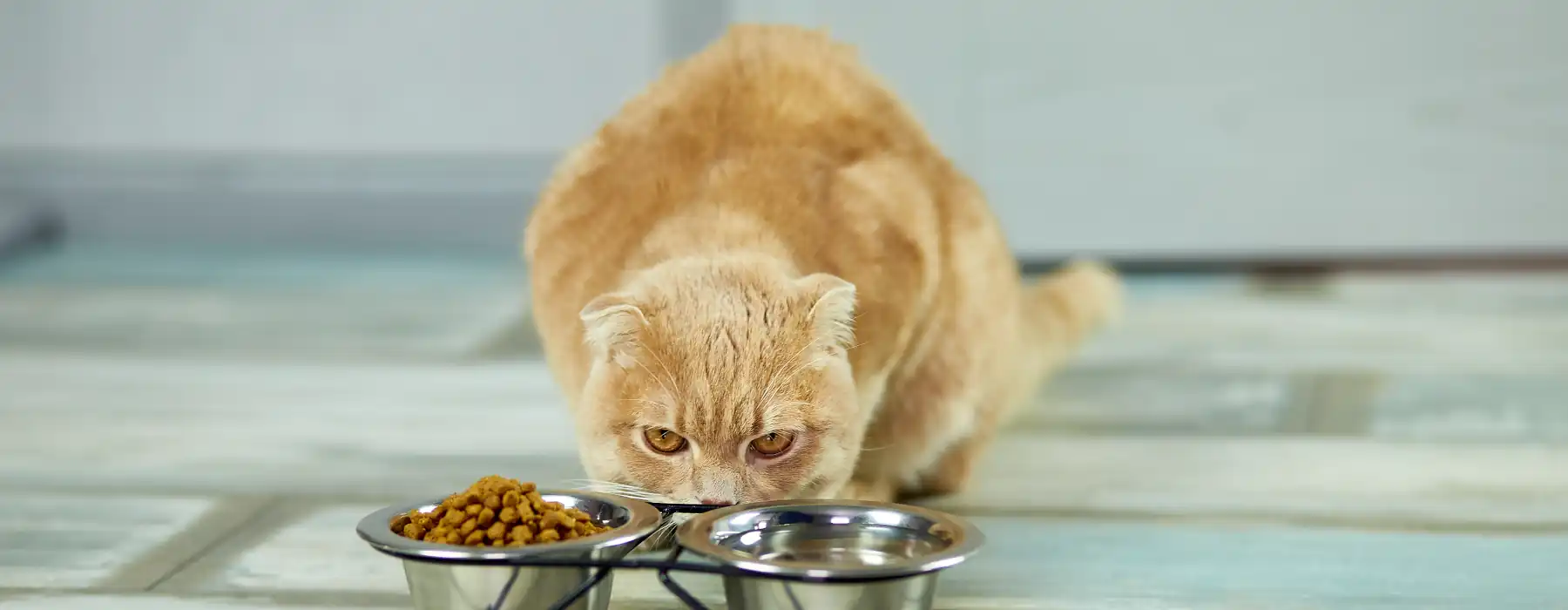 Cat nutrition in metal bowl