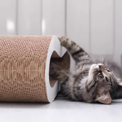 Cat scratching kitten playing