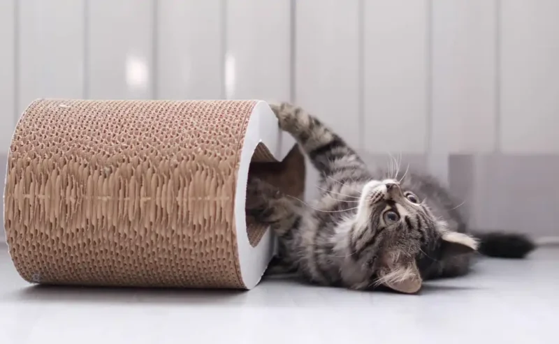 Feel-Good Guide to Cat Scratching Without the Stress