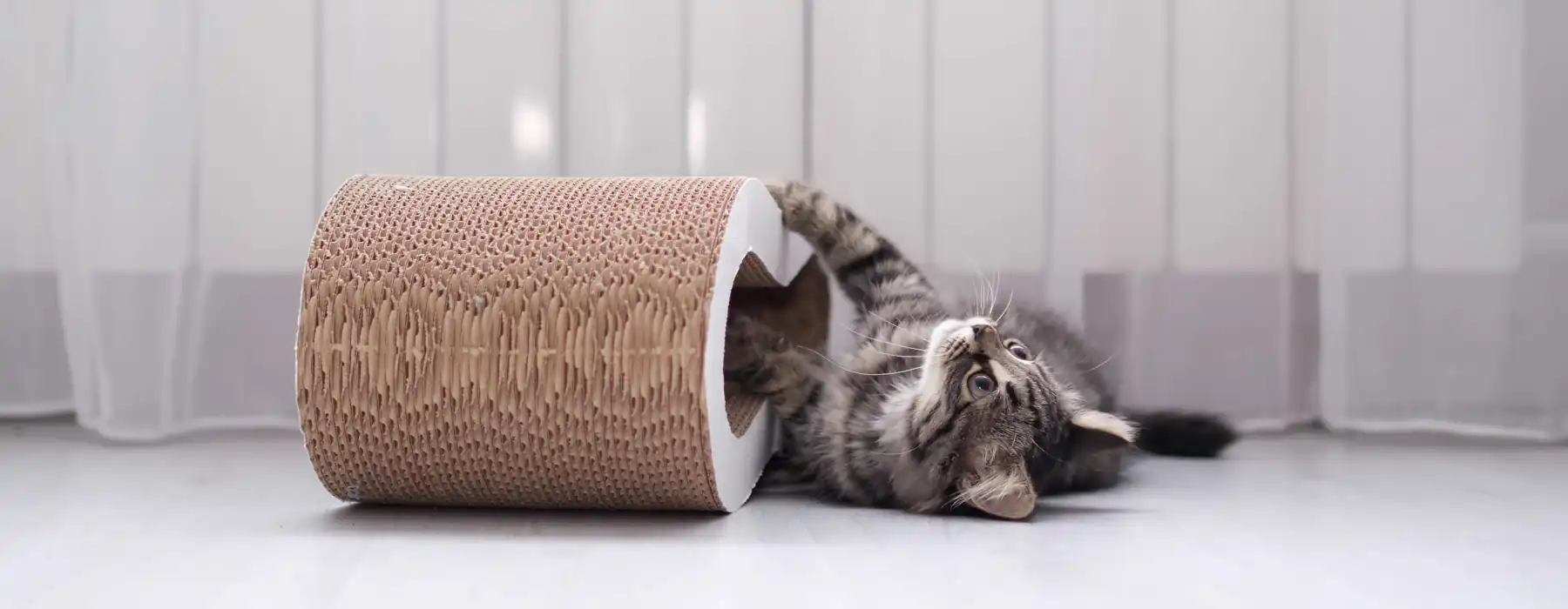 Cat scratching kitten playing