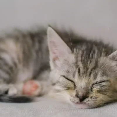 Cat sleeping tips help you kitten sleep