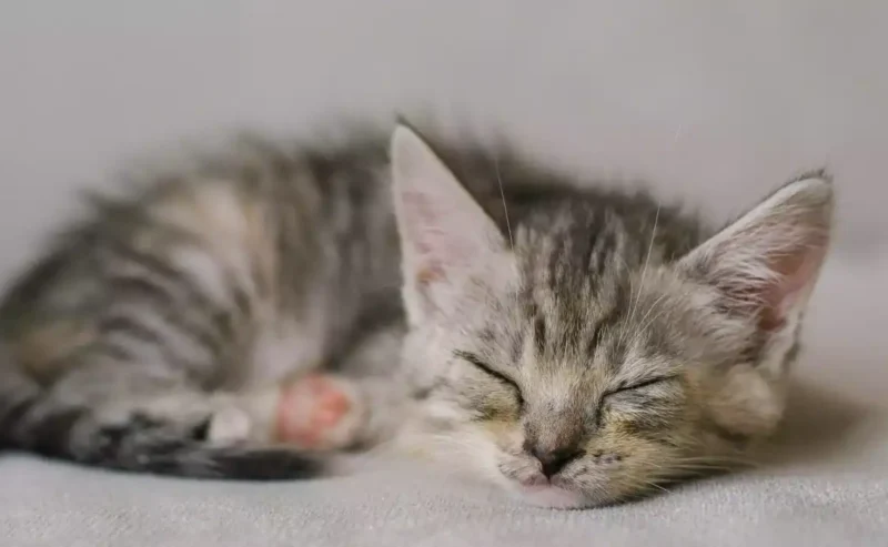 Cat Sleeping Tips for Sweet Dreams