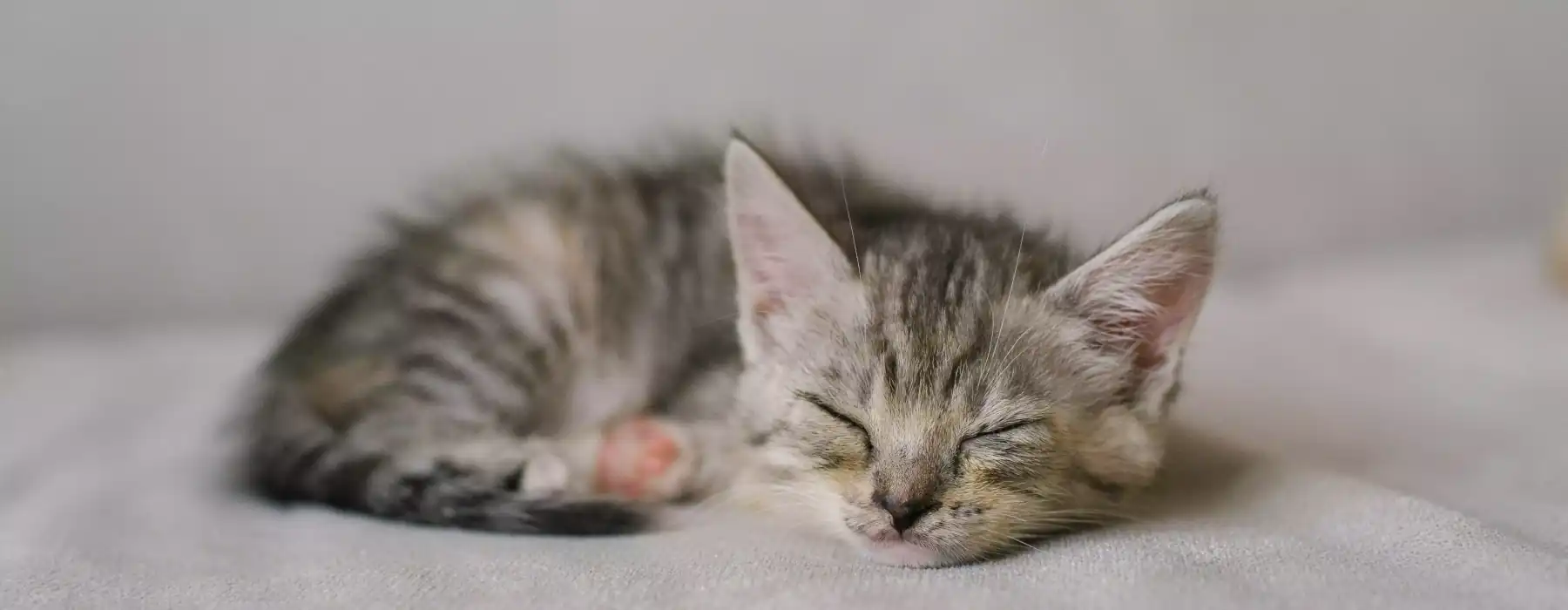 Cat sleeping tips help you kitten sleep