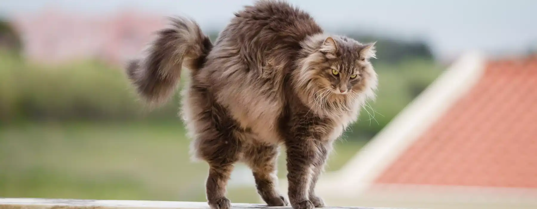 Cats Hairballs Norwegian forest cat stretching