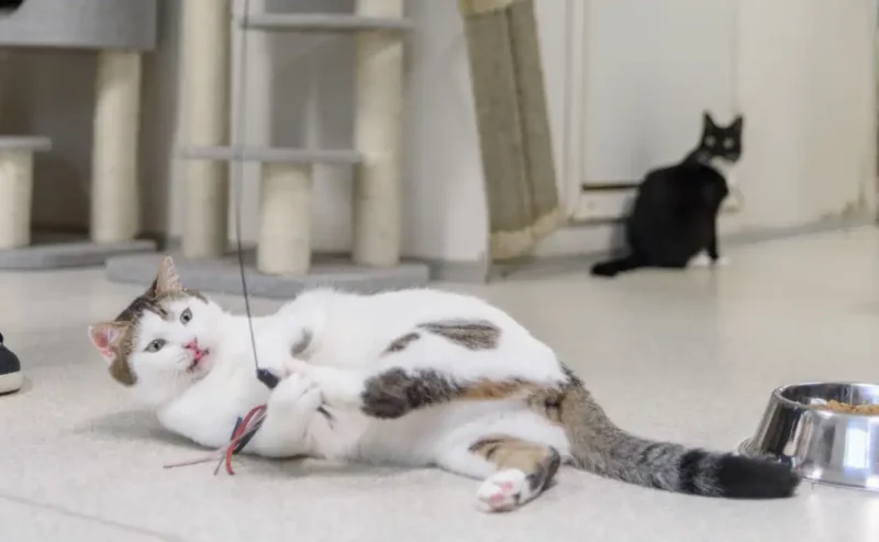 Joyful Moments: Why Cats Play and How to Keep Them Happy