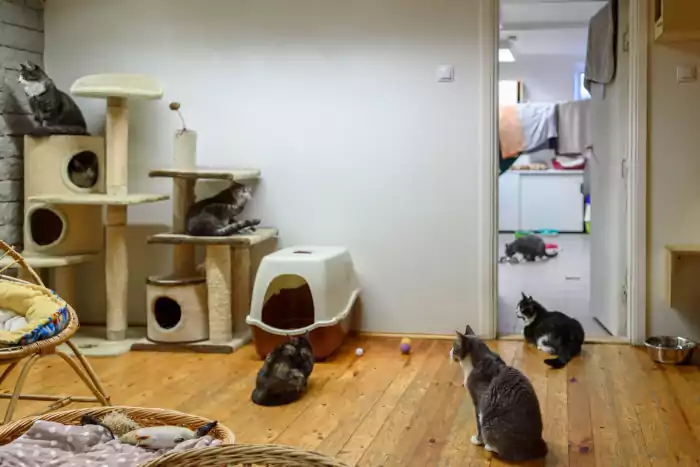 Cats in animal shelter