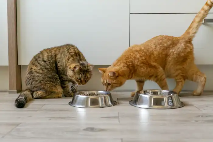 Cats near bowls of dry food