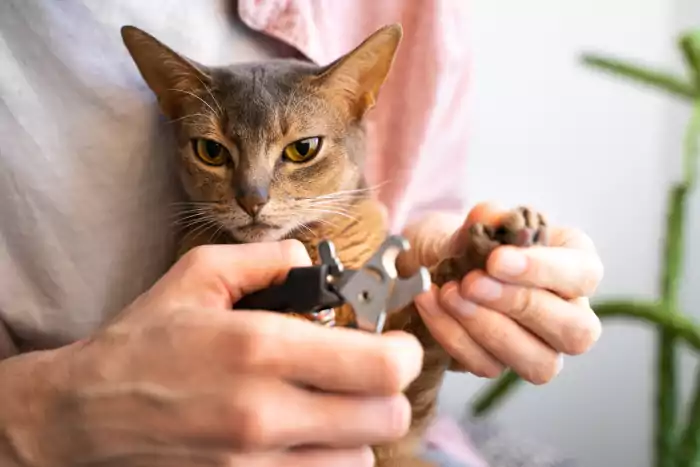 Clipping blue abyssinian cat claws
