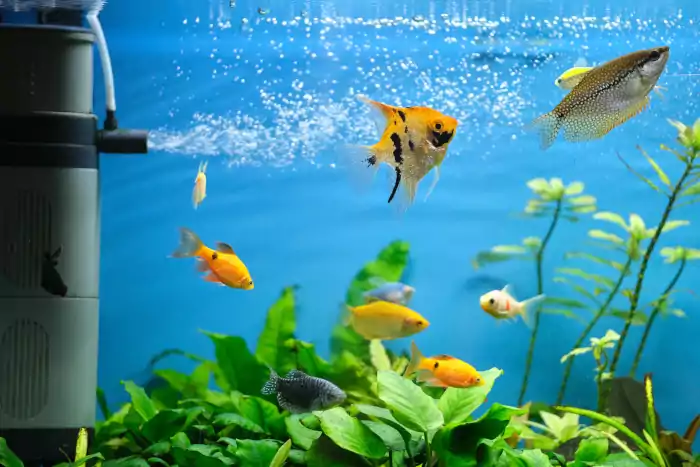 Colorful exotic fish swimming
