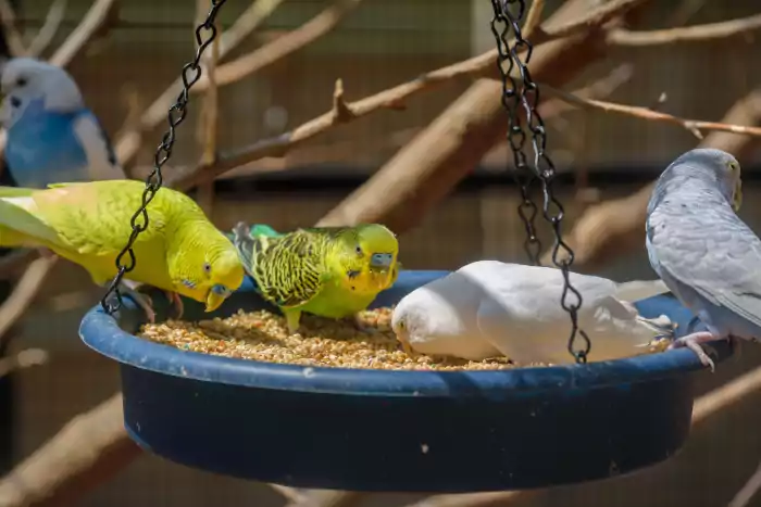 Colorful parakeets at a tray feeder eating