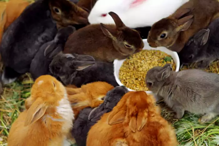 Different and cute rabbits eating