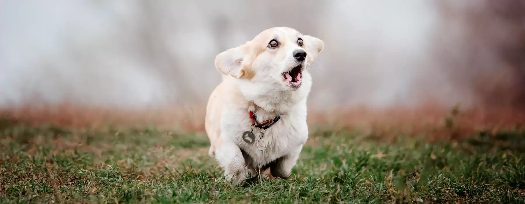 Dog Barking welsh corgi dog breed