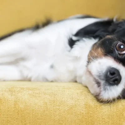 Dog anxiety on yellow sofa