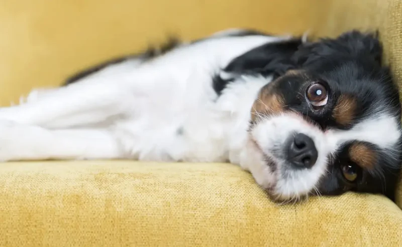 Help Your Pup Thrive: Understanding Dog Anxiety