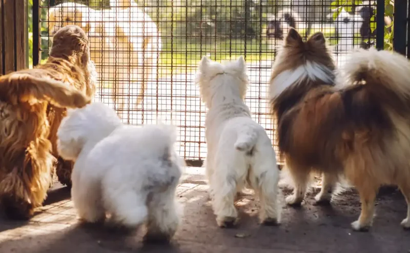 Joyful Life Starts with Simple Dog Daily Care