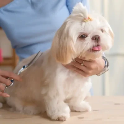 Dog grooming