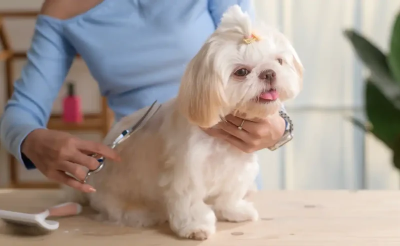 Brighten Your Pup’s Day with Easy Dog Grooming