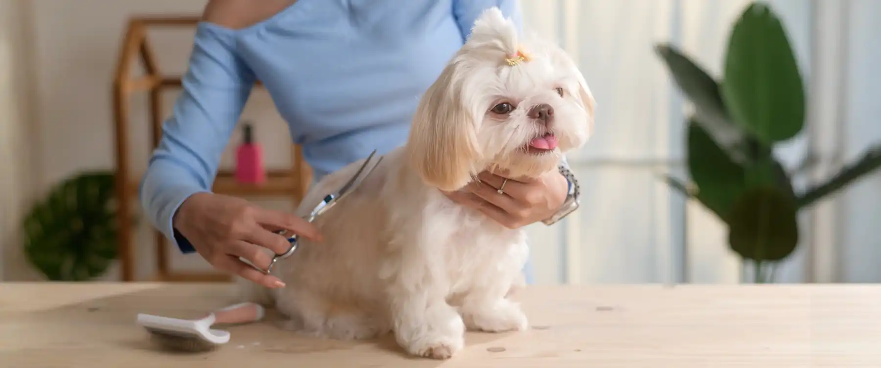 Dog grooming