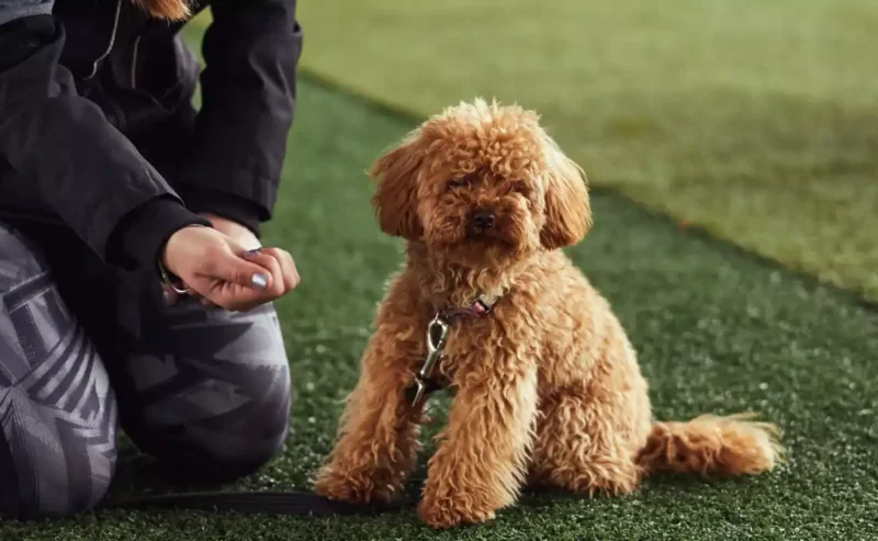 Happy Beginnings: Dogs Puppy Training That Works!