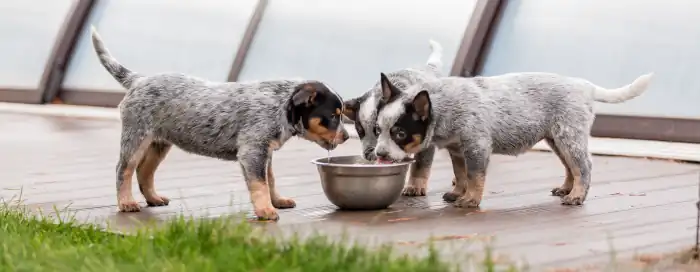 Happy & Healthy: The Real Deal About Dogs Nutrition