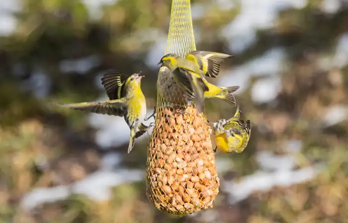 Eurasian siskin spinus spinus