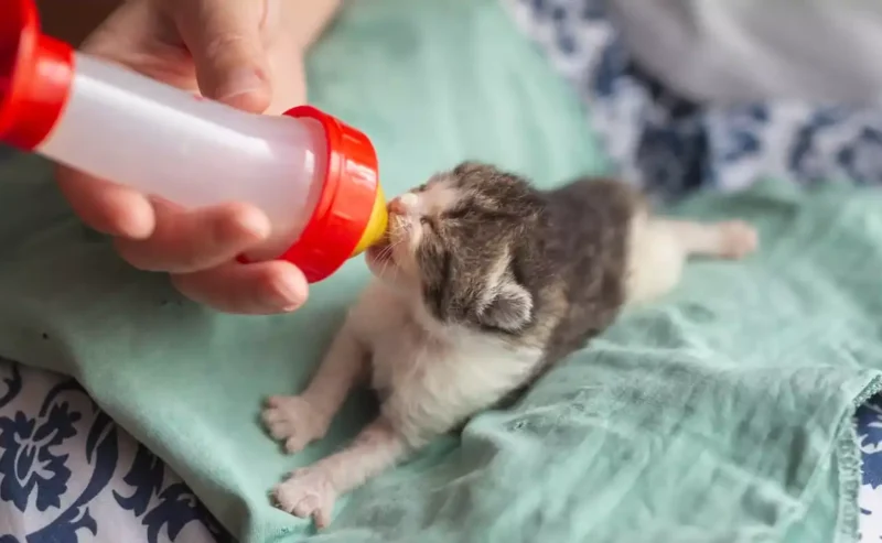 Feeding Kittens Made Easy: A Joyful Journey to Raise Healthy Fur Baby
